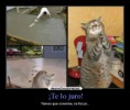 /album/imagenes-graciosas/humor-graciosas-desmotivaciones-15-jpg/