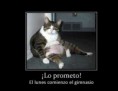 /album/imagenes-graciosas/imagenes-con-frases-chistosas-sobre-la-obesidad-jpg/